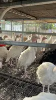 Hybrid Turkeys - 2 Months Old - 5