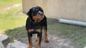 Purebred Rottweiler Puppies - 3-6 Months Female