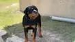 Purebred Rottweiler Puppies - 3-6 Months Female - 1