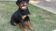 Purebred Rottweiler Puppies - 3-6 Months Female - 2