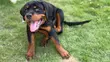 Purebred Rottweiler Puppies - 3-6 Months Female - 3