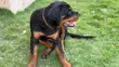 Purebred Rottweiler Puppies - 3-6 Months Female - 4