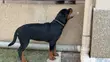 Purebred Rottweiler Puppies - 3-6 Months Female - 5