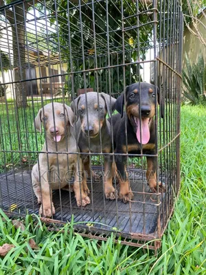 Purebred Doberman Pinscher Puppies (Male, 1-3 Months)