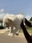 Purebred Female Maltese Puppy, 6-12 Months - 1