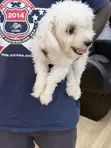 Purebred Female Maltese Puppy, 6-12 Months - 2