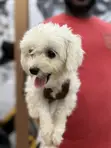 Purebred Female Maltese Puppy, 6-12 Months - 3