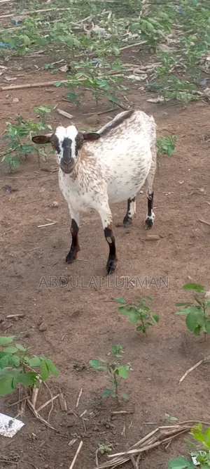 Healthy Goat for Sale