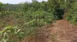 Plot of Land for Sale at Adawso, Eastern Region - 2