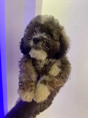 Female Purebred Maltese Puppy (1-3 Months)