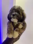 Female Purebred Maltese Puppy (1-3 Months) - 1