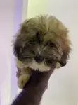Female Purebred Maltese Puppy (1-3 Months) - 4