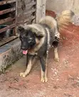 Purebred Caucasian Shepherd, 6-12 Months Male - 1