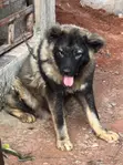 Purebred Caucasian Shepherd, 6-12 Months Male - 2