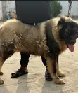 6-12 Month Male Purebred Caucasian Shepherd - 1