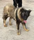 6-12 Month Male Purebred Caucasian Shepherd - 2