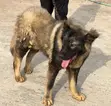 6-12 Month Male Purebred Caucasian Shepherd - 3