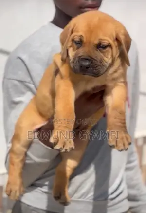 Purebred Boerboel Female Puppy (1-3 Months)