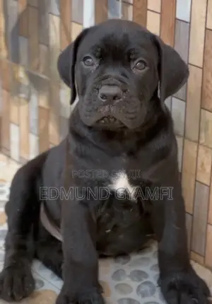 Purebred Boerboel Puppy - Male, 1-3 Months